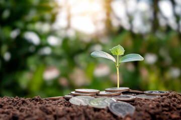 financial business growth concept saving money and economic growth with trees growing on piles of coins.