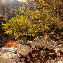 Fototapeta na wymiar Bright Green Tree Stands Out Among the White Rocks Of Devils Hall Wash