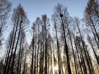 sunset in the forest