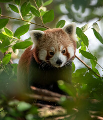 a red panda