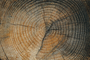 Naklejka premium The old one cut the logs close-up. The texture of the log cut with cracks and concentric rings of age. Background