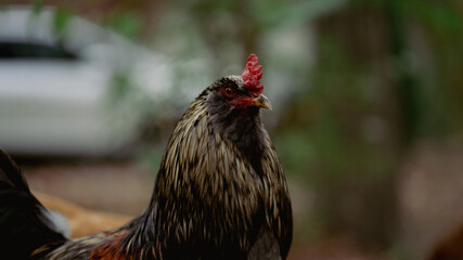 rooster in a farm