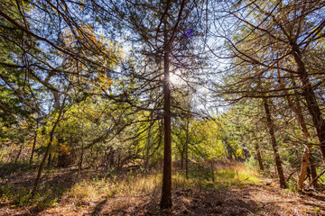 Fototapeta premium Sunny view of the landscape inside the Boiling Springs State Park
