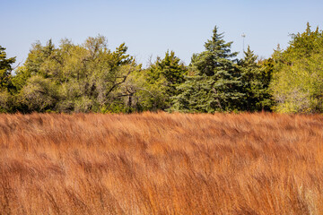 Many brown grass inside the Boiling Springs State Park