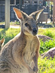 Fototapeta premium Close up shot of cute Wallaby