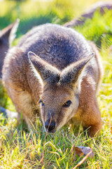 Fototapeta premium Close up shot of cute Wallaby