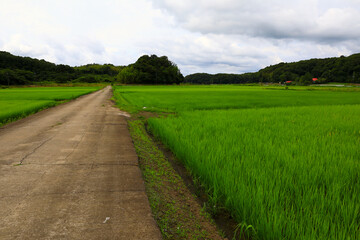 梅雨空の水田　Rice field in the rainy season