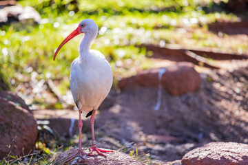 Close up shot of American white ibis