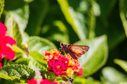 Close Up Shot Of Grass Skippers Butterfly