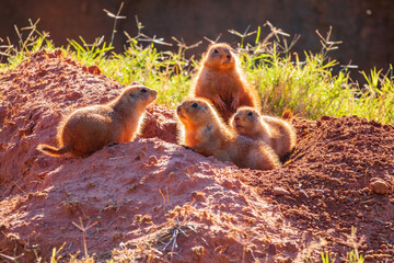 Close up shot of Prairie dog family