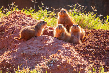 Close up shot of Prairie dog family