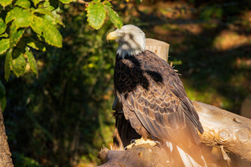 Close up shot of Bald eagle