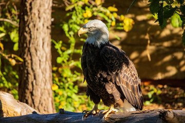 Close up shot of Bald eagle