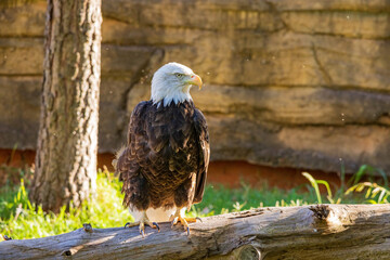 Close up shot of Bald eagle