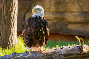 Close up shot of Bald eagle