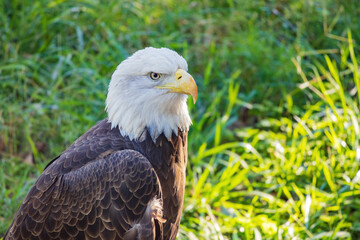 Close up shot of Bald eagle