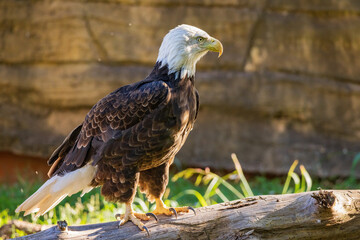 Close up shot of Bald eagle