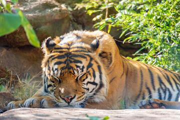 Close up shot of Sumatran tiger