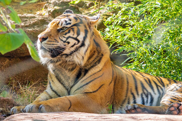 Close up shot of Sumatran tiger