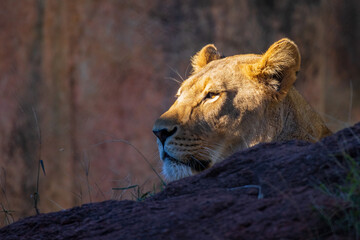 Close up shoot of a female lion