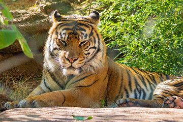 Close up shot of Sumatran tiger