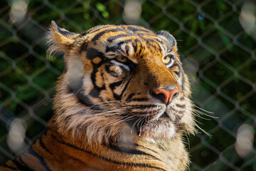 Close up shot of Sumatran tiger