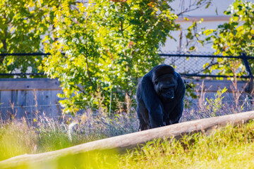 Sunny view of a Gorilla
