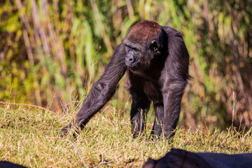 Naklejka premium Sunny view of a Gorilla