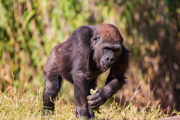 Sunny view of a Gorilla