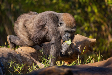 Sunny view of a Gorilla