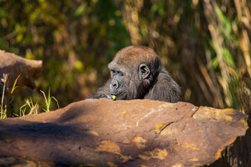 Sunny view of a Gorilla