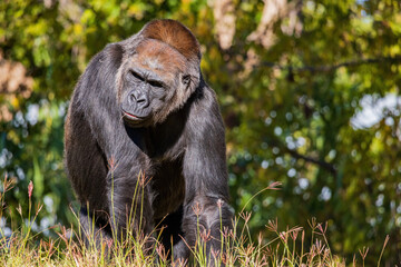 Sunny view of a Gorilla