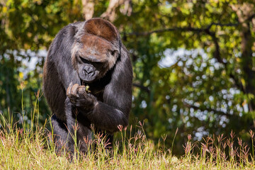Sunny view of a Gorilla
