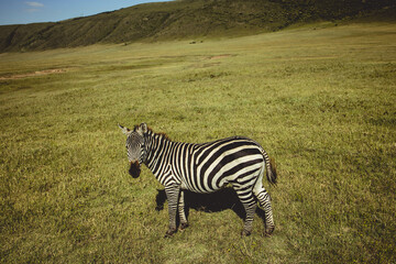 Naklejka premium Masai Tribe, Tanzania.