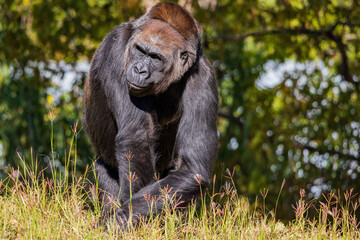 Sunny view of a Gorilla