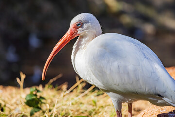 Close up shot of American white ibis