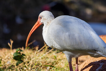 Close up shot of American white ibis