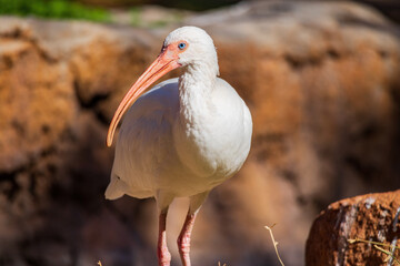 Obraz premium Close up shot of American white ibis