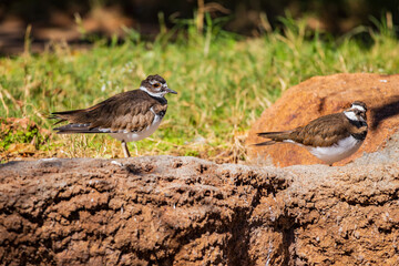 Close up shoot of cute Killdeer