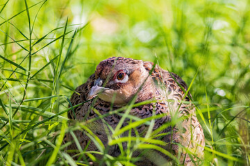 Close up shot of female Ring Necked Pheasant