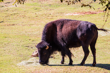 Close up shot of Bison