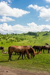 Fototapeta na wymiar Wild horses outdoor on green meadow in Altay