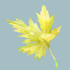 Autumn maple leaves.Image on a white and colored background.