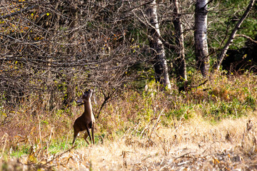 White-tailed deer buck (odocoileus virginianus) biting on a branch to leave his scent during the Wisconsin rut in late October