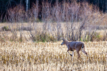 White-tailed deer (odocoileus virginianus) walking in a Wisconsin cornfield in late October