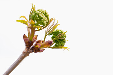 Blooming branch with greens on a white background.