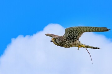 トカゲをつかんで幼鳥のもとに帰る子育て中のチョウゲンボウ