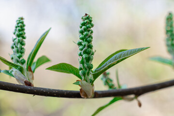 Blooming tree in early spring. Flowers on a branch.