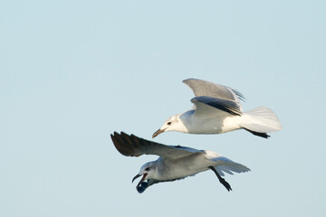 Seagulls in Flight
