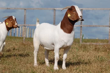 Deurstickers Beautiful female Boer Goats on the farm © LGAndrade